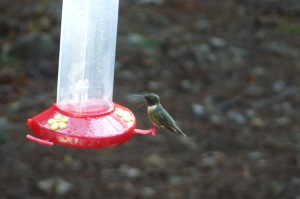 A male, ruby-throated hummingbird at my backyard feeder.